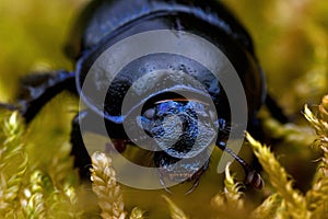 Dor beetle in moss