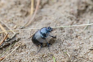 Dor beetle sitting on sand