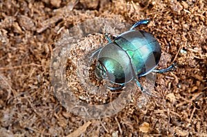 The dor beetle Trypocopris vernalis