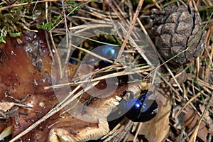 Dor beetles on a forest rune