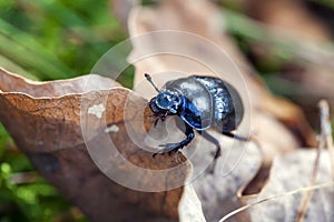 Dor crawling on dry leaves