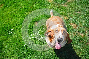 dorable basset hound in smiling face standing in green grass filed background