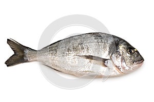 Dorada fish