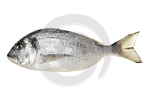 Dorada fish