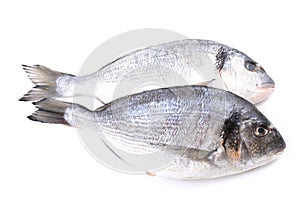 Dorada fish photo