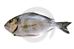 Dorada fish