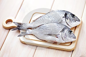 Dorada fish