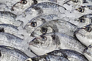 Dorada fish or gilt-head bream raw chilled on ice, selective focus