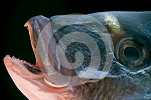 Dorada fish head photo