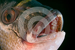 Dorada fish head photo