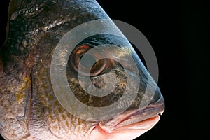 Dorada fish head photo