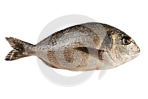 Dorada fish (isolated)