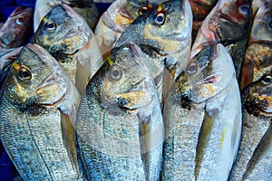 Dorada fish Sparus aurata from Mediterranean photo