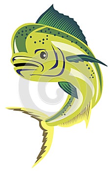 Dorado dolphin fish