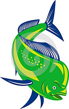 Dorado dolphin fish