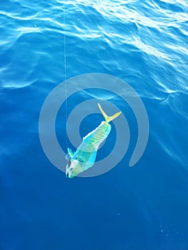 Dorado dolphinfish photo
