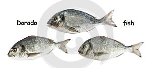 Dorado fish isolated white background
