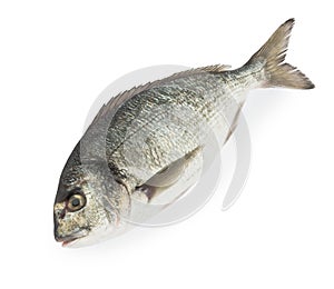 Dorado fish isolated white background