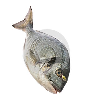 Dorado fish isolated white background without shadow clipping path