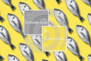 Dorado fish pattern, food concept. Demonstrating trendy Color of the Year 2021. Illuminating Yellow and Ultimate Gray photo