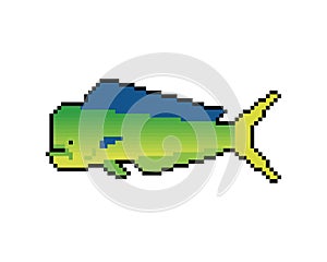 Dorado fish pixel art. 8 bit Mahi Mahi pixelated. vector illustration