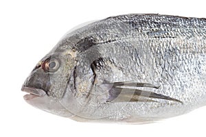 Dorado fish or sea seabream isolated profile view on white