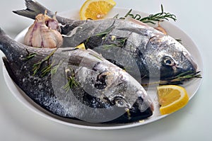 Dorado fish stuffed with lemon slices and green rosemary for cooking