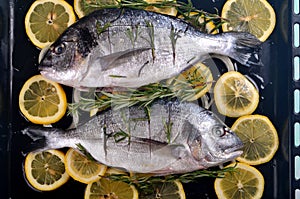 Dorado fish stuffed with lemon slices and green rosemary for cooking