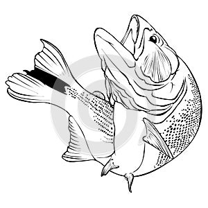 Dorado Fish Vector Illlustration