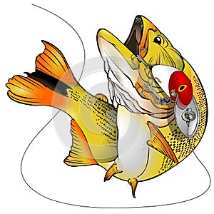 Dorado Fish Vector Illustration photo