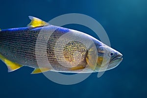 Dorado - Freshwater Fish