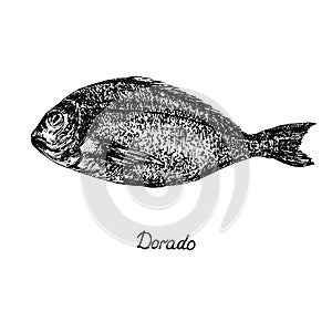 Dorado, mahi-mahi or common dolphinfish Coryphaena hippurus with inscription, hand drawn doodle sketch, isolated vector outline photo