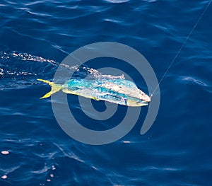 Dorado Mahi-Mahi fish hooked with fishing line