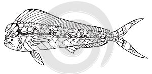 Dorado mahi mahi fish zentangle and stippled stylized vector ill photo