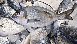 Dorado royale ,bream, at the fish market. View of fresh fish.