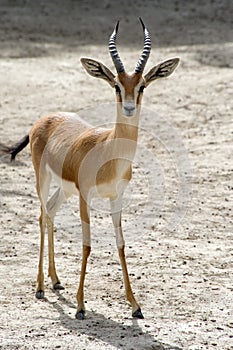 Dorcas Gazelle