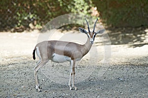 Dorcas Gazelle