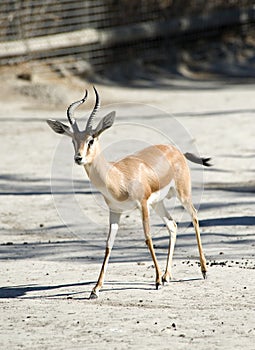 Dorcas Gazelle photo