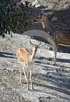 Dorcas Gazelle