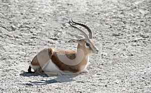 Dorcas Gazelle