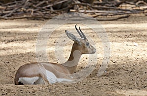 Dorcas gazelle
