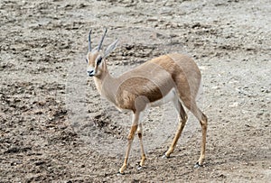 Dorcas Gazelle