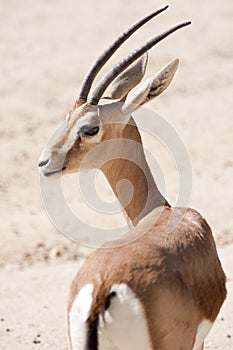 Dorcas gazelle