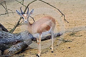 Dorcas Gazelle