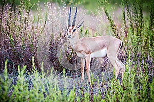 Dorcas Gazelle