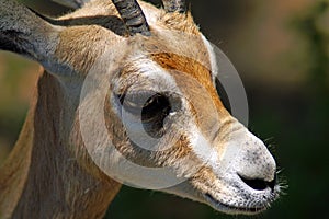 The dorcas gazelle, also known as the ariel gazelle