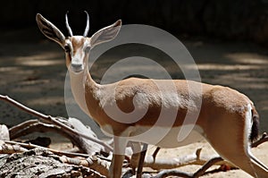 The dorcas gazelle or ariel gazelle photo