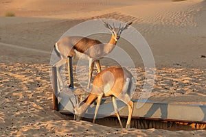 Dorcas gazelle Gazella dorcas inhabits desert areas photo