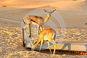 Dorcas gazelle Gazella dorcas inhabits desert areas