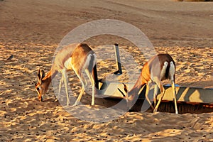 Dorcas gazelle Gazella dorcas inhabits nature desert reserve near Dubai,UAE photo
